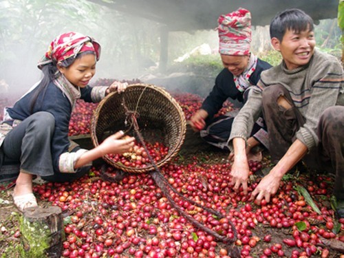 Thảo quả là cây dược liệu phổ biến trồng nhiều ở các huyện Vị Xuyên,Quản Bạ, Hoàng Su Phì.