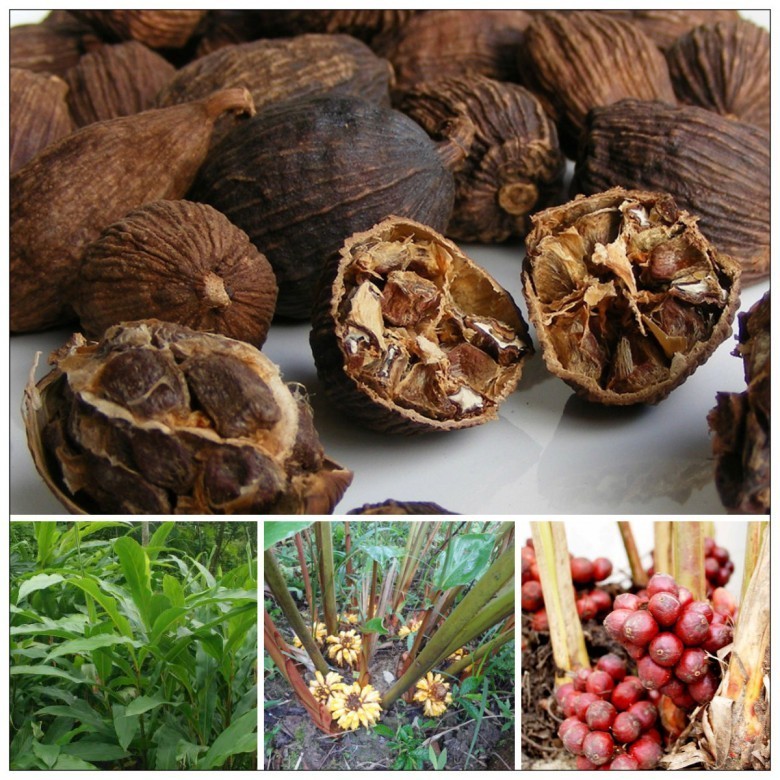 Thảo quả là cây dược liệu phổ biến trồng nhiều ở các huyện Vị Xuyên,Quản Bạ, Hoàng Su Phì.