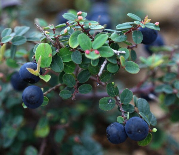 Hình ảnh và mô tả cây Rung rúc, Rút đế, Đồng bia - Berchemia lineata (L.) DC. thuộc họ Táo ta - Rhamnaceae.