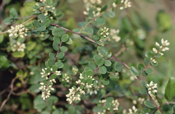 Hình ảnh Chùm Hoa Cây Rung Rúc - Berchemia Lineata