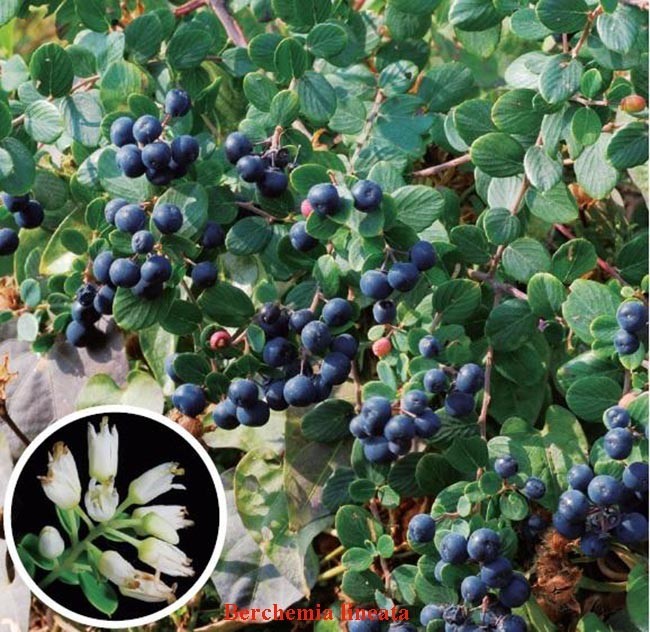 Rung rúc, Rút đế, Đồng bia - Berchemia lineata (L.) DC. thuộc họ Táo ta - Rhamnaceae.