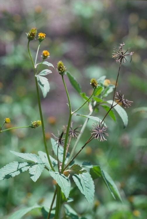 Hình ảnh mô tả cây Đơn kim, Đơn buốt, Rau bộ binh - Bidens pilosa L, thuộc họ Cúc - Asteraceae.