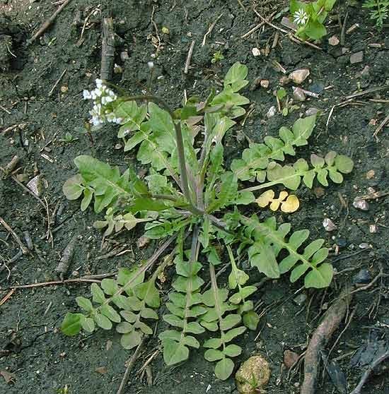 Hình ảnh mô tả Cây Tề thái, Cỏ tâm giác - Capsella bursa-pastoris (L.) Medic., thuộc họ Cải - Brassicaceae.