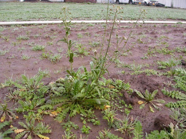 Cây Tề thái, Cỏ tâm giác - Capsella bursa-pastoris (L.) Medic., thuộc họ Cải - Brassicaceae.