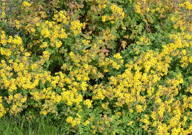 Hình ảnh và mô tả cây Cúc hoa vàng, Kim cúc, Hoàng cúc - Chrysanthemum indicum L., thuộc họ Cúc - Asteraceae.