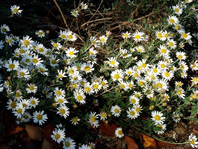 Cùng loại trên: Cây Cúc hoa trắng (Chrysanthemum indicum),còn gọi là cam cúc hoa, Cúc điểm vàng, Hoàng cúc