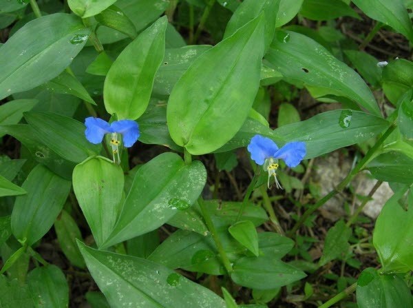 Hình ảnh mô tả cây Thài lài, Rau trai, Trai thường - Commelina communis L., thuộc họ Thài lài - Commelinaceae.