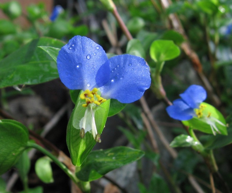 Hoa Cây Thài Lài - Commelina Communis