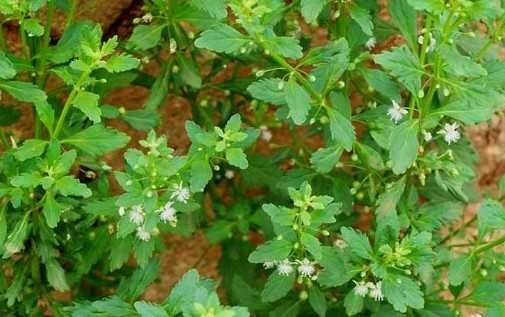 Cam thảo nam hay cam thảo đất, thổ cam thảo (danh pháp khoa học: Scoparia dulcis) 