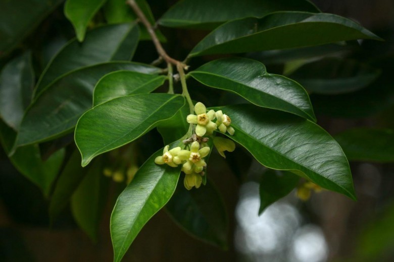 Hình ảnh Lá và Hoa cây trầm hương