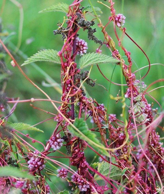 Hình ảnh mô tả Cây Thỏ ty tử, Tơ hồng -  Cuscuta sinensis Lamk  thuộc họ Bìm bìm (Convolvulaceae).