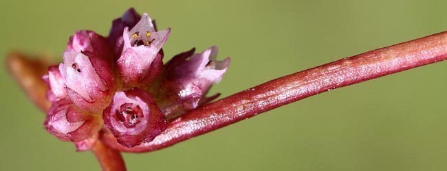 Hình ảnh Hoa cây Tơ Hồng