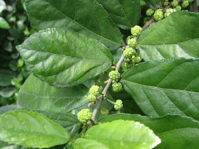 Hình ảnh mô tả cây Duối rừng - Streblus indica (Bur.) Corn. (Pseudostreblus indica Bur.), thuộc họ Dâu tằm - Moraceae.