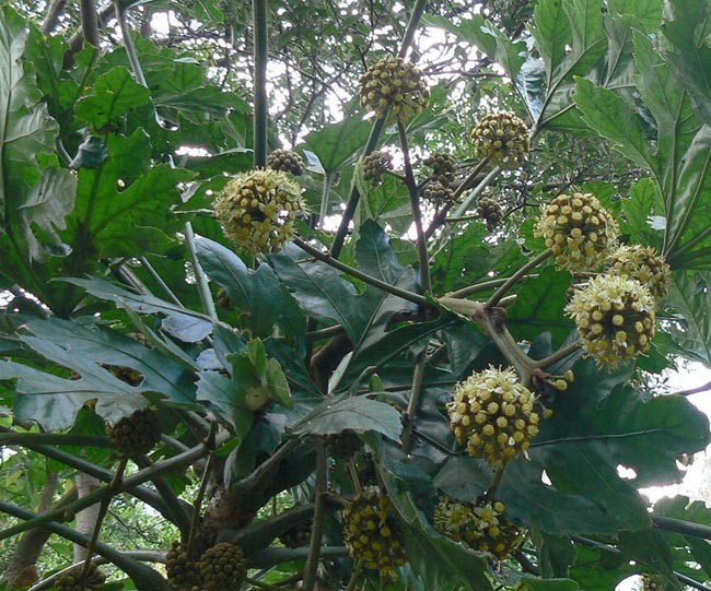 Thông tin mô tả cây Đu đủ rừng, Thông thảo gai, Thầu dầu núi - Trevesia palmata (Roxb.)