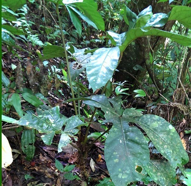 Cây Đu đủ Rừng