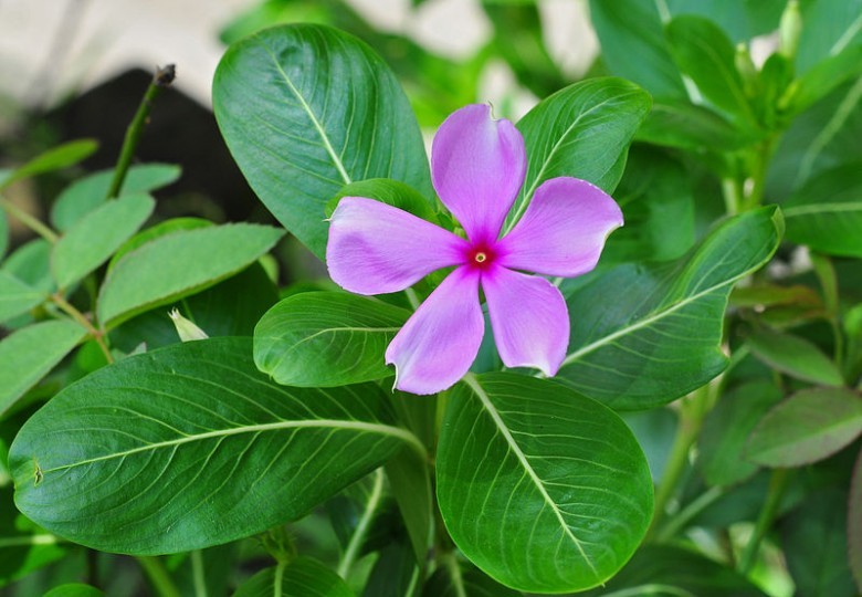 Hình ảnh mô tả cây Dừa cạn - Cantharanthus roseus (L.) G. Don, thuộc họ Trúc đào - Apocynaceae.