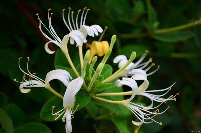 Kim Ngân Hoa có tên khoa học Lonicera japonica Thumb. Thuộc hạ cơm cháy Caprifoliaceae.