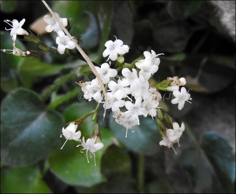Hoa Cây Nữ Lang Nhện - Valeriana Jatamansi