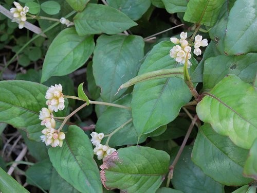 Hình ảnh và mô tả Cây Thồm lồm, Đuôi tôm. Cay lá lồm - Polygonum chinense I., thuộc họ Rau răm - Polygonaceae.