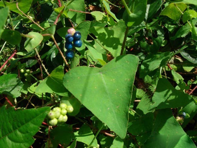 Hình ảnh cây Thồm lồm gai, Rau má ngọ, Rau sông chua dây - Polygonum perfoliatum L., thuộc họ Rau răm - Polygonaceae.