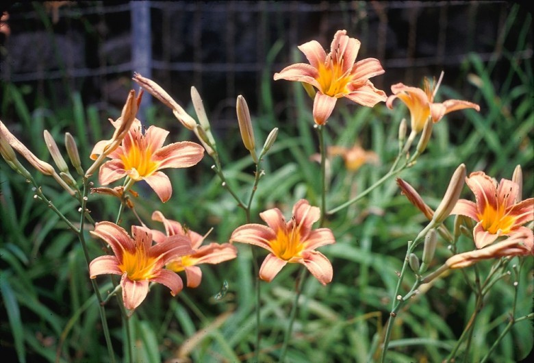 Hình ảnh và mô tả cây Hoa hiên - Hemerocallis fulva L., thuộc họ Hoa hiên - Hemerocallidaceae.