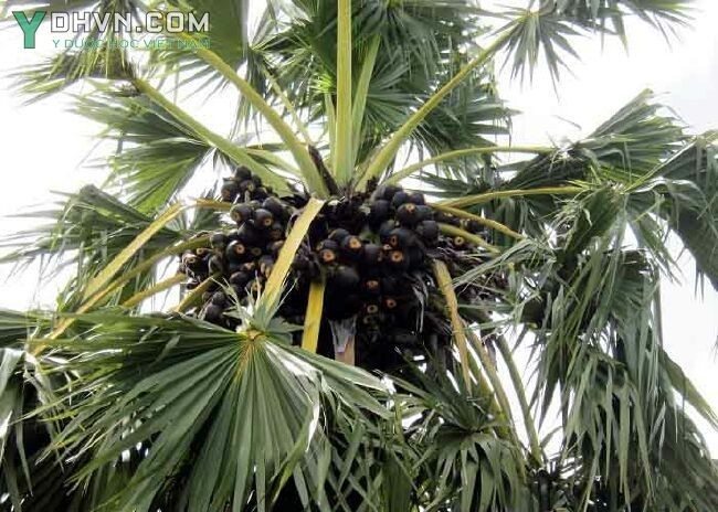 Hình ảnh và mô tả cây Thốt lốt, Thốt nốt - Borassus flabellifer La., thuộc Cau - Arecaceae.
