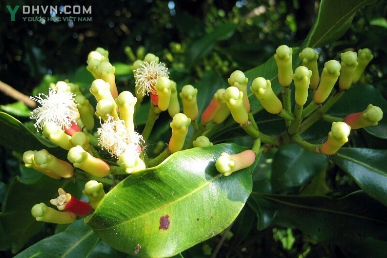 Hình ảnh mô tả Cây Đinh hương - Syzigium aromaticum