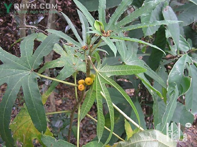 Ficus simplicissima Lour. : Vú bò lá xẻ, Ngái đơn