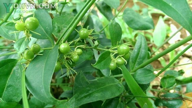 Cây Vằng, chè vằng, Râm trắng, Lài ba gân - Jasminum subtriplinerve Blume, thuộc họ Nhài - Oleaceae.