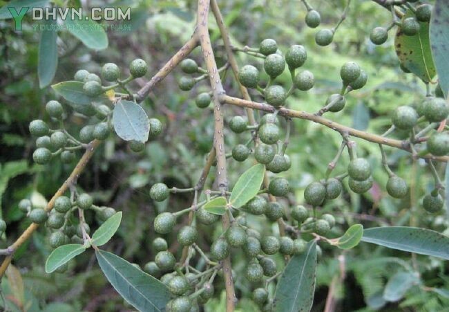 Hình ảnh mô tả cây Màng tang - Litsea cubeba (Lour.) Pers, thuộc họ Long não - Lauraceae.