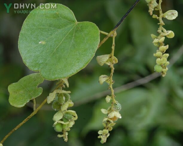 Hình ảnh mô tả cây Tiết dê, Dây hồ đằng, Sâm nam - Cissampelos pareira L., thuộc họ Tiết dê - Menispermaceae.