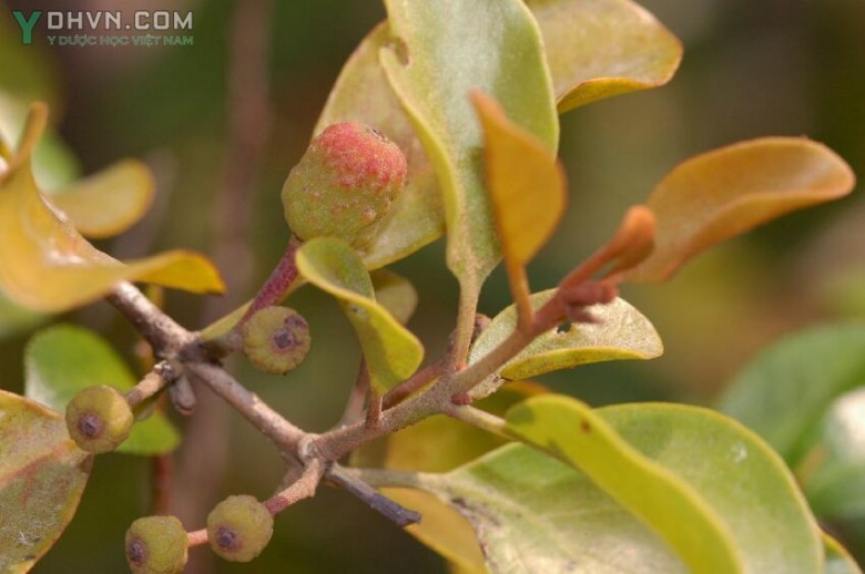 Hình ảnh mô tả Cây Tầm gửi - Taxillus chinensis (DC.), Danser (Loranthus chinensis DC.), thuộc họ Tầm gửi - Loranthaceae.