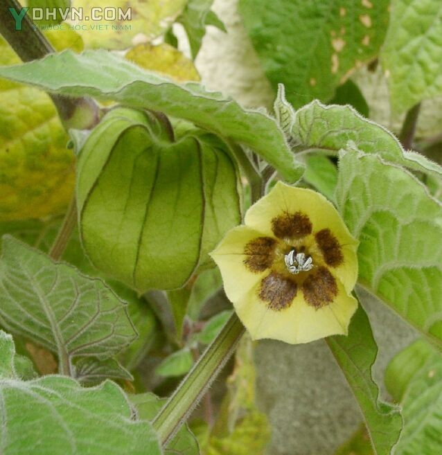 Hình ảnh mô tả cây Tầm bóp, Lồng đèn, Thù lù cạnh - Physalis angulata L., thuộc họ Cà - Solanaceae.