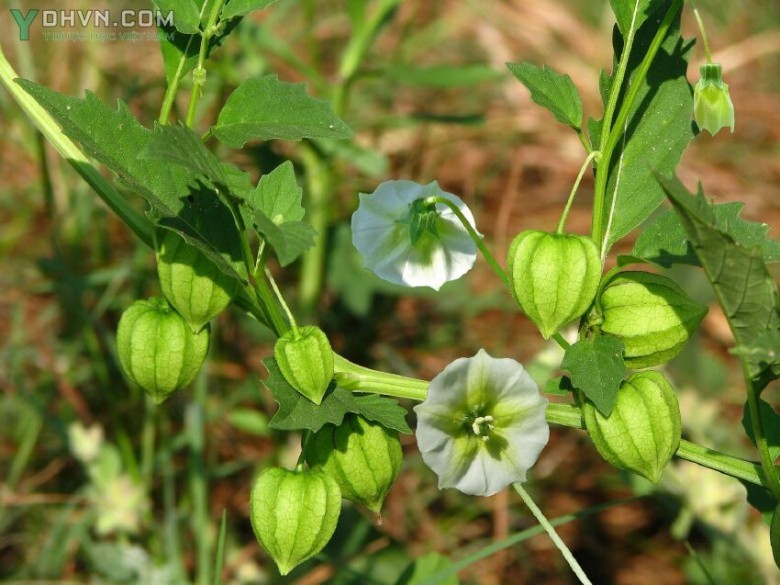 Tầm bóp, Lồng đèn, Thù lù cạnh - Physalis angulata L., thuộc họ Cà - Solanaceae.