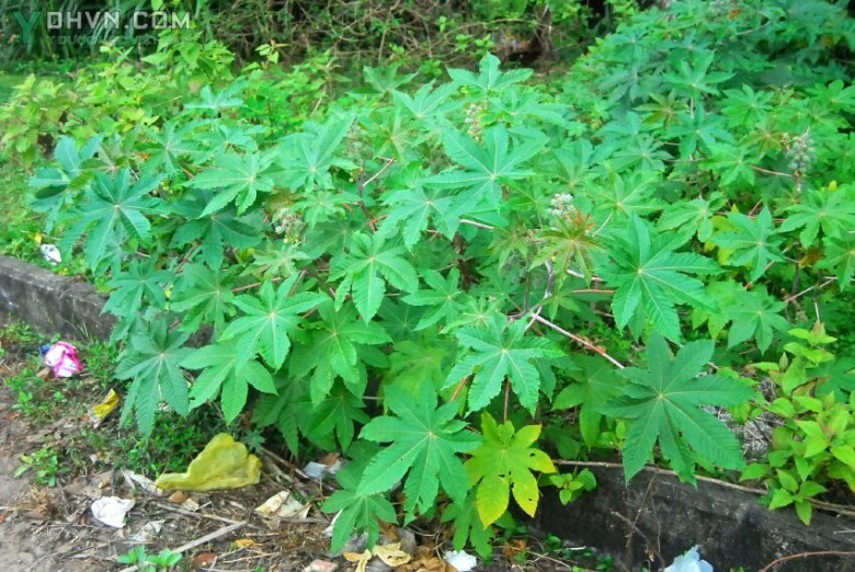 Hình ảnh mô tả Cây Thầu dầu, Ðu đủ dầu, Ðu đủ tía - Ricinus communis L., thuộc họ Thầu dầu - Euphorbiaceae.