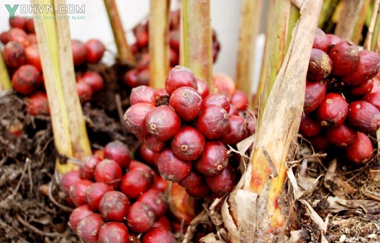 Hình ảnh cây Thảo quả, Ðò ho - Amomum aromaticum Roxb. (A. tsao - ko Crévost et Lemarié), thuộc họ Gừng - Zingiberaceae.