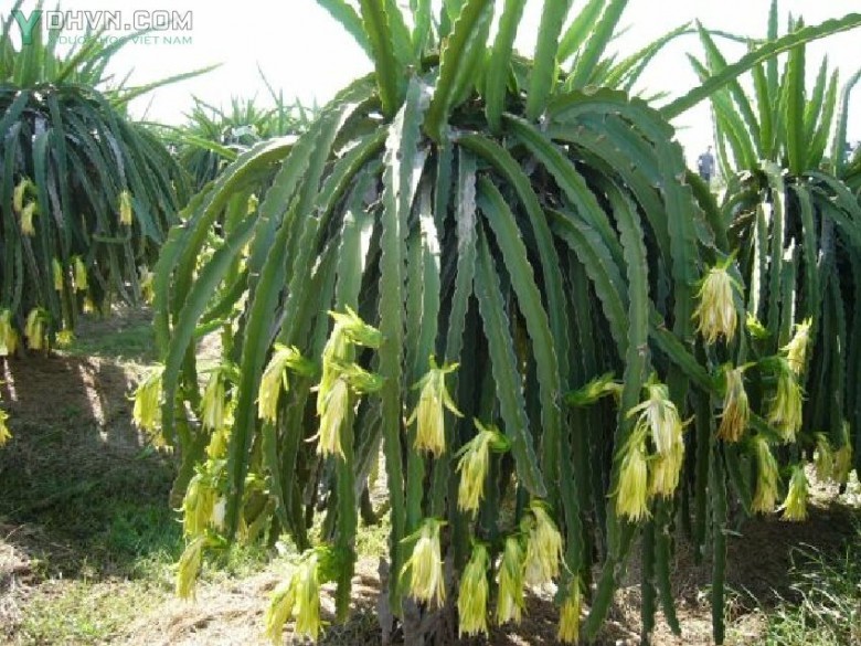 Hình ảnh mô tả cây Thanh long tên khoa học:  Hylocereus undatus