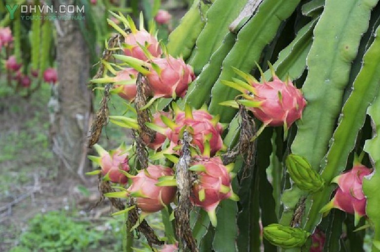 Cây Thanh long - Hylocereus undatus (Haw.) Britt. et Rose (Cereus undatus Haw.), thuộc họ Xương rồng - Cactaceae.