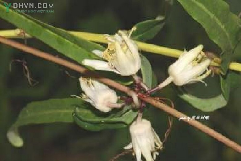 Lạc tiên Nam Bộ không được dùng làm thuốc an thần.