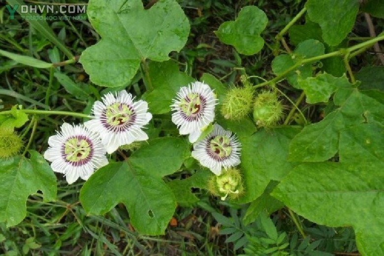 Cây Lạc tiên, Nhãn lồng, hay chùm bao - Passiflora foetida L., thuộc họ Lạc tiên - Passifloraceae.