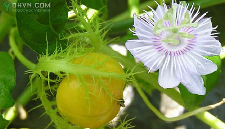 Cây Lạc tiên, Nhãn lồng, hay chùm bao - Passiflora foetida L., thuộc họ Lạc tiên - Passifloraceae.