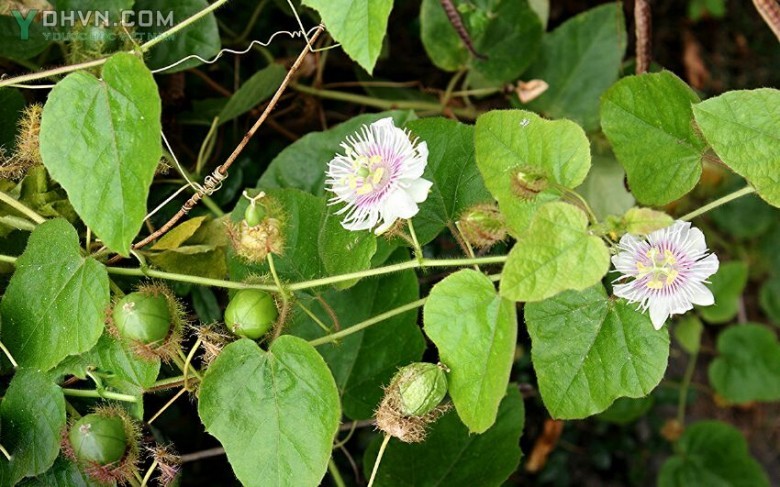 Thông tin cây Lạc tiên, Nhãn lồng, hay chùm bao - Passiflora foetida L., thuộc họ Lạc tiên - Passifloraceae.
