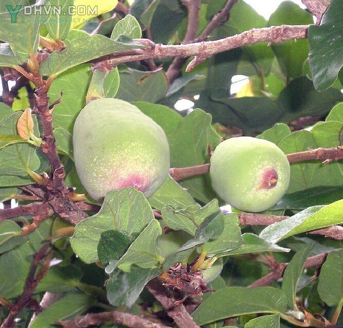 Cây Trâu cổ, Sộp, Vẩy ốc, Bị lệ - Ficus pumila L., thuộc họ Dâu tằm - Moraceae.