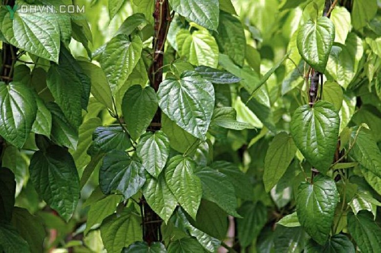 Hình ảnh cây Trầu không - Piper betle L., thuộc họ Hồ tiêu - Piperaceae.