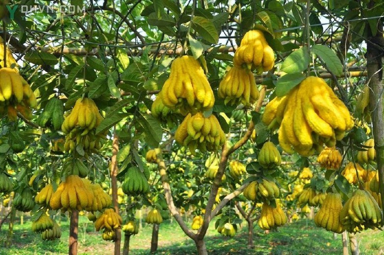 Hình ảnh Cây Phật thủ có tên khoa học: Citrus medica L. var. sarcodactylis (Noot.) Swingle, thuộc họ Cam - Rutaceae.