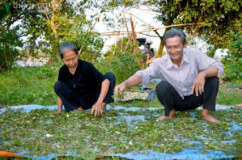 Vợ chồng ông Hạnh sơ chế thuốc nam để cung cấp miễn phí cho các phòng khám từ thiện ẢNH: DUY TÂN