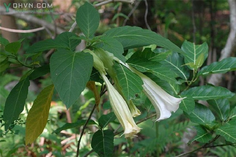 Cà độc dược - Brugmansia suaveolens (Willd.) Bercht. et Presl (Datura suaveolens Humb. et Bonpl. ex Willd.), thuộc họ Cà - Solanaceae.