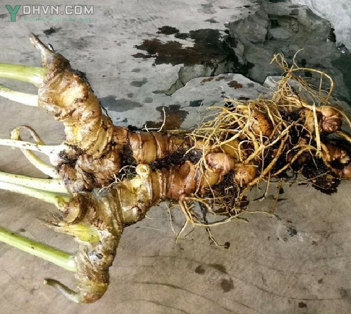 Hình ảnh Củ sâm Ngọc Linh tự nhiên nặng 800g được trả giá 400 triệu đồng