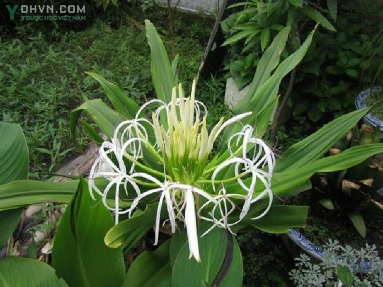 Cây Náng hay Náng hoa trắng, Tỏi lơi, Chuối nước, Đại tướng quân - Crinum asiaticum L., thuộc họ Thuỷ tiên - Amaryllidaceae.