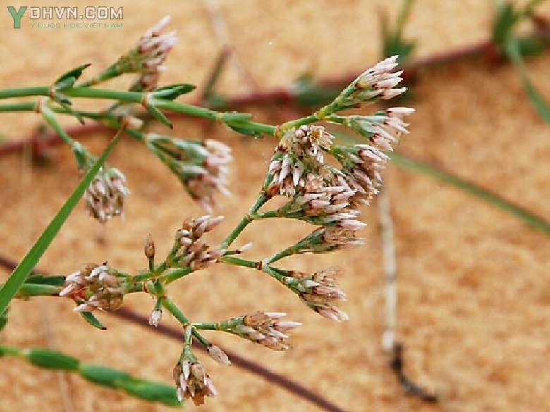 Cây Sài hồ nam, Đa quả cát - Polycarpaea arenaria (Lour.) Gagnep. (Polia arenaria Lour.)
